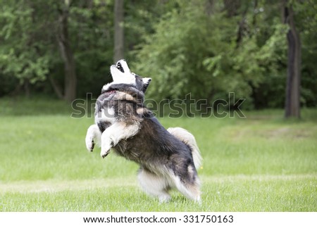 husky running in tall grass playing with a ball