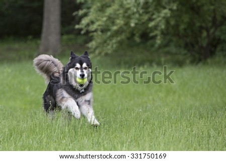 husky running in tall grass playing with a ball