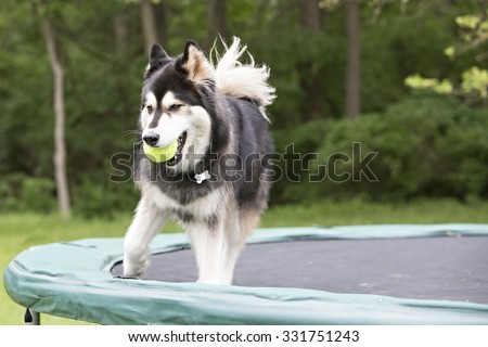 husky standing on a trampoline