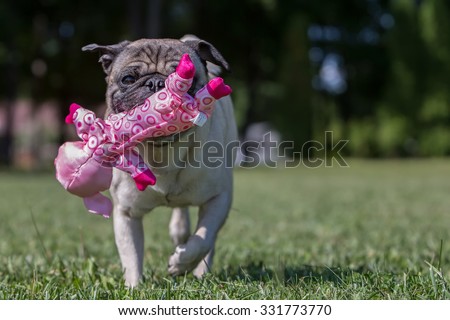 Pug playing with a pig toy, so fitting!
