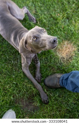 Weimaraner Dog laying outside looking up