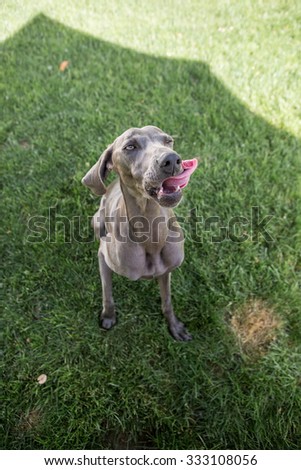 Weimaraner Dog playing outside in the backyard licking lips
