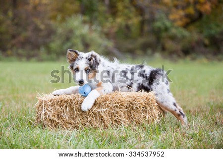 Australian Shepherd puppy outside laying on hay