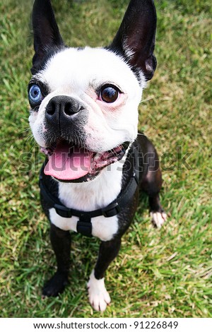Boston Terrier Dog with One Blue Eye / Boston Terrier Dog sits on the grass and has one Blue eye. He also is wearing a harness that could be removed if needed.