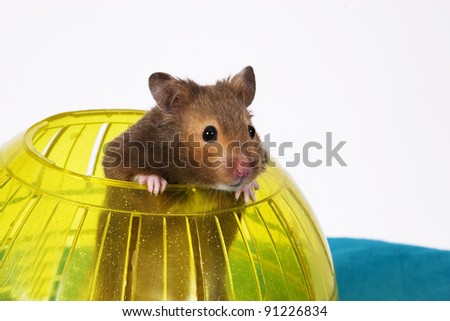 Brown Hamster Popping out of yellow Ball / This is a Brown Hamster pooping his head and shoulders out of a Yellow Ball. The Blue bottom adds depth and a touch of Spring.