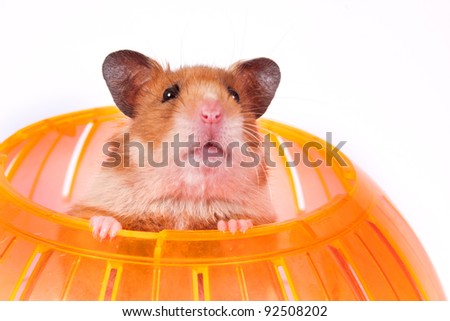 Hamster Bottom