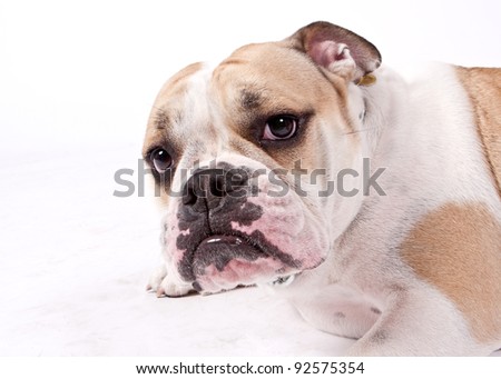 english bulldog laying down looking at the camera isolated on white background