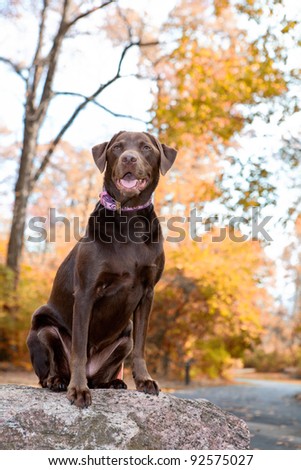Chocolate labrador retriever dog sitting on a rock , isolated by the fall leaves.
