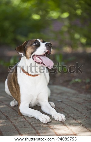 Brown and White Mix breed Dog looking away while laying down