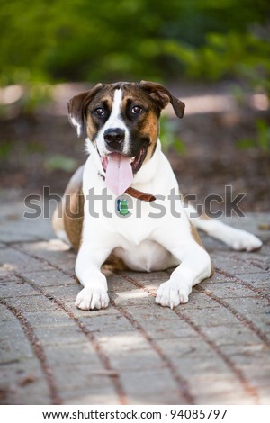 Brown and White Mix breed Dog looking away while laying down