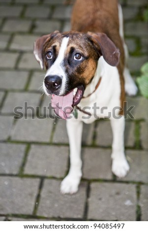 Brown and White Mix breed Dog looking at the camera while standing