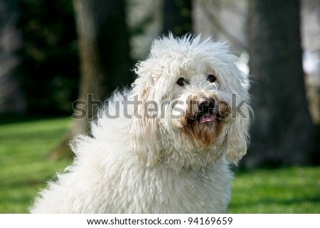 Golden Doodle Dog outdoors long fur