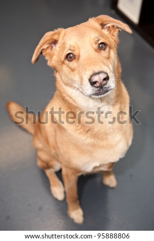 Brown Dog looking at the camera in an in home setting