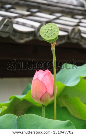 Lotus flowers and lotus seed, lotus leaf and green background.