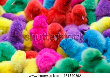 Chicks dyed different colors such as red, purple, green, yellow, blue.