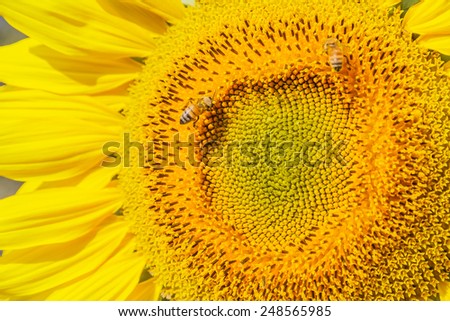 Sunflower and bee find the pollen, Chiang Mai, Northern Thailand.