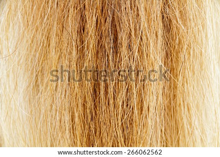 Yellow and brown fur tail horse texture as background