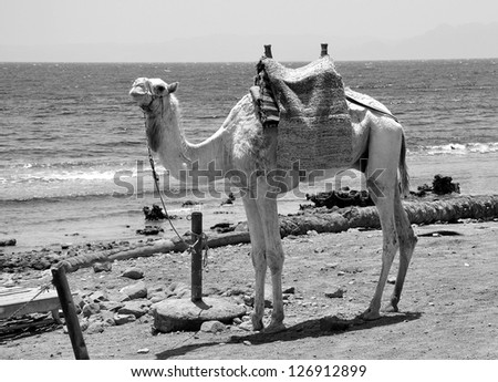 Black and white retro photo of a camel at the seaside