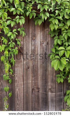 Wooden fence covered in natural ivy vines frame