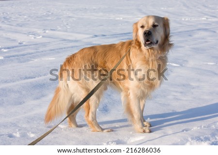 A beautiful Golden Retriever dog running, walking and playing outside in white snow