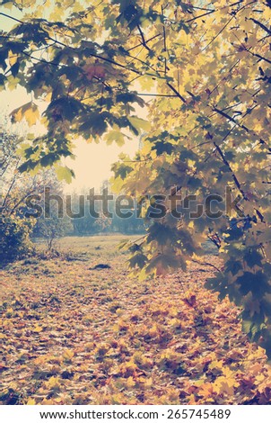 Autumn natural landscape: maple trees and dry yellow maple leaves on the ground under autumn sun light. Toning effect done with a vintage retro Instagram style filter