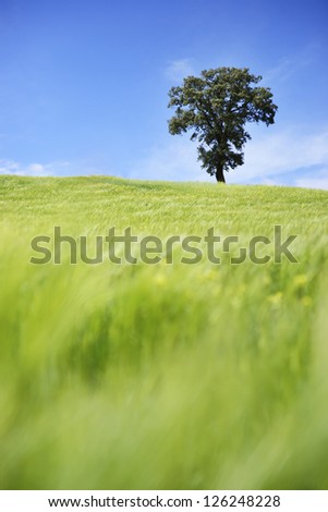 Green landscape with blue sky and a tree in vertical format