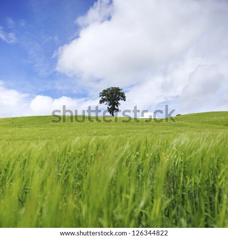 Beautiful landscape with blue sky and a tree in square format
