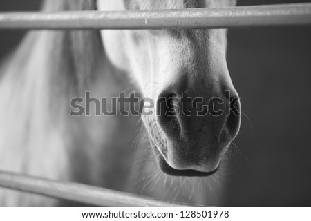 Black and white horse in stable, detail of snout