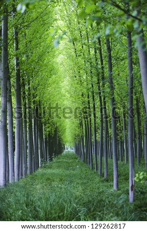 beautiful green forest in the Vega of Granada, Spain