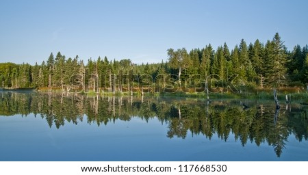 Cape breton forest reflected by morning sun and still water wider view