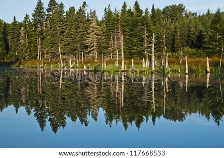 Cape breton forest reflected by morning sun and still water zoomed view