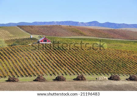 Beautiful Winery  in a Vineyard