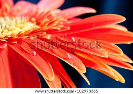Red gerbera flower close up with water drops on the petal