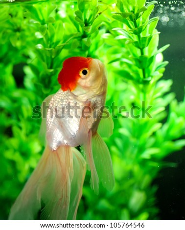 Red cap oranda with pond plants background in a fish tank