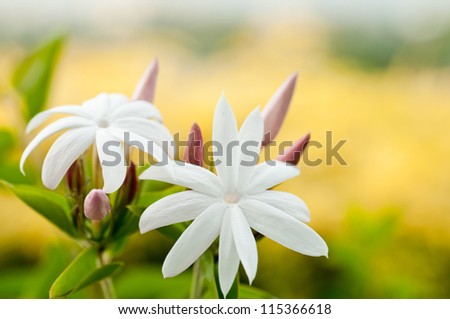 Jasmine flower with a background yellow bushes