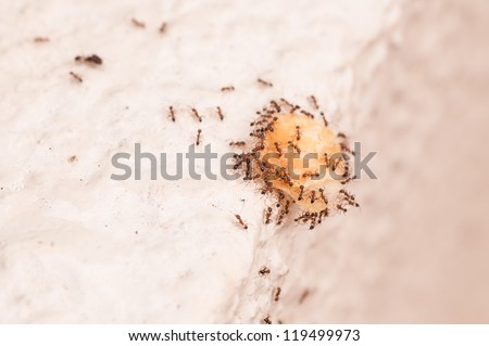 A team of persistent red worker ants seen scaling up a wall with food and then carrying the food over the edge of the wall