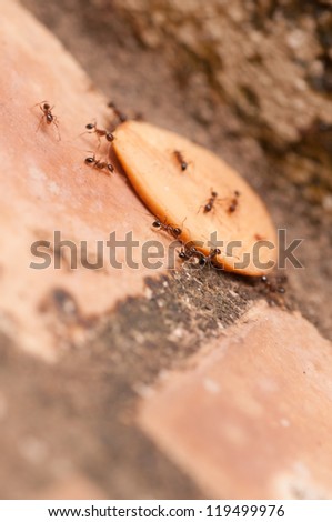 Red ants carrying food with a team work concept