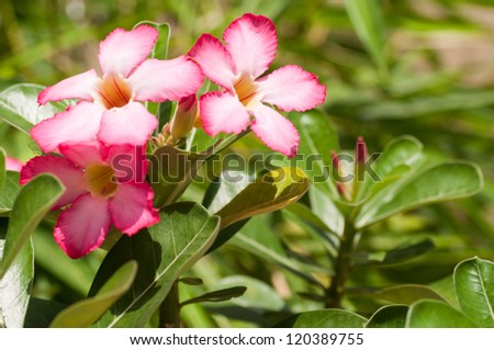 Pink desert rose flowers in the sunshine