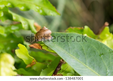 Garden snail with operculum is on the tip of leaf. Operculum is the round disc attached on top of snail\'s foot and only a few terrestrial species of snails have operculums.