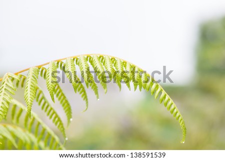 Raindrops on tip of fern fronds close up