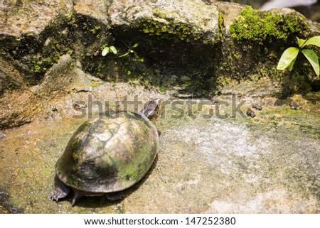 Malayan Box Turtle, Cuora amboinensis, walking in the sun on a rock ground