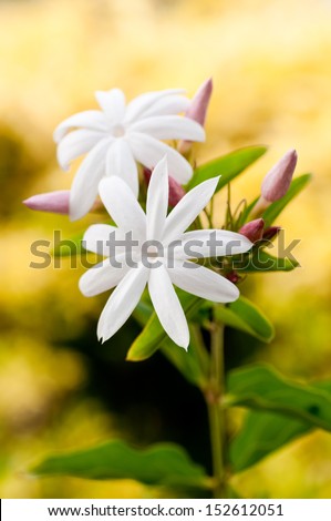 Jasmine flowers and pink buds with a background of yellow bushes