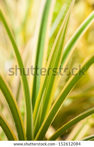 Variegated Pandanus thorny leaves with sharp spines at the edges of leaves and inconspicuous spines too under the leaf midrib.