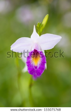 Arundina graminifolia terrestrial orchid close up. It is also known as Bamboo orchid or Bird orchid.