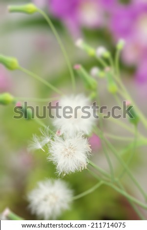 Cupid\'s shaving brush plant close up  with the dandelion-like white seeds blowing away