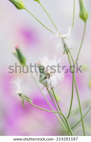 Cupid\'s shaving brush plant with parachute seeds blowing away close up
