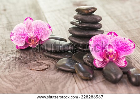 Magenta Phalaenopsis orchids and black stones