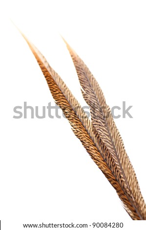 Golden Pheasant Tail