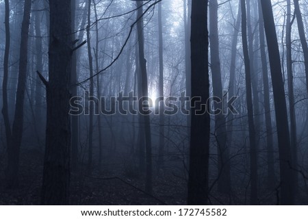 Moonlight Through Creepy Forest