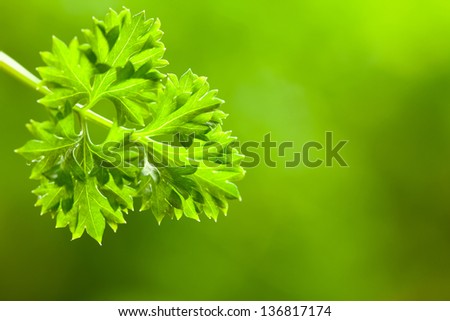 leaf of parsley on green background with empty place for text on left side